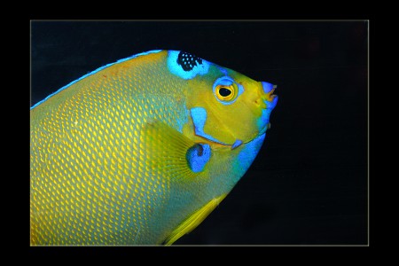 copyright R. Callewaert